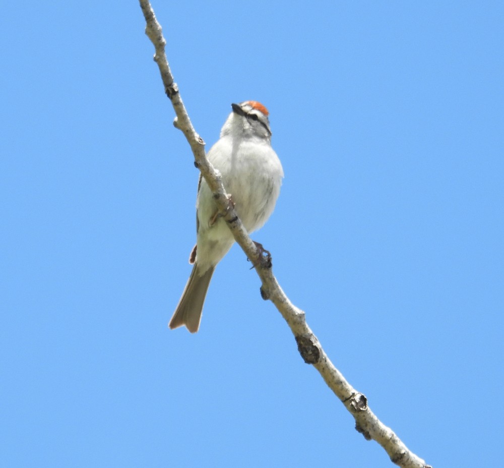 Chipping Sparrow - ML619360941