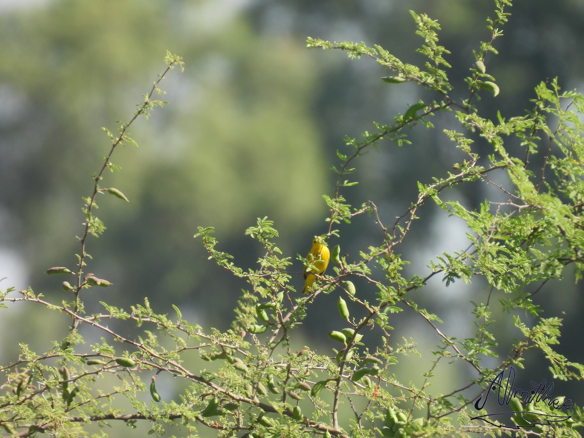 Yellow Warbler - ML619360964