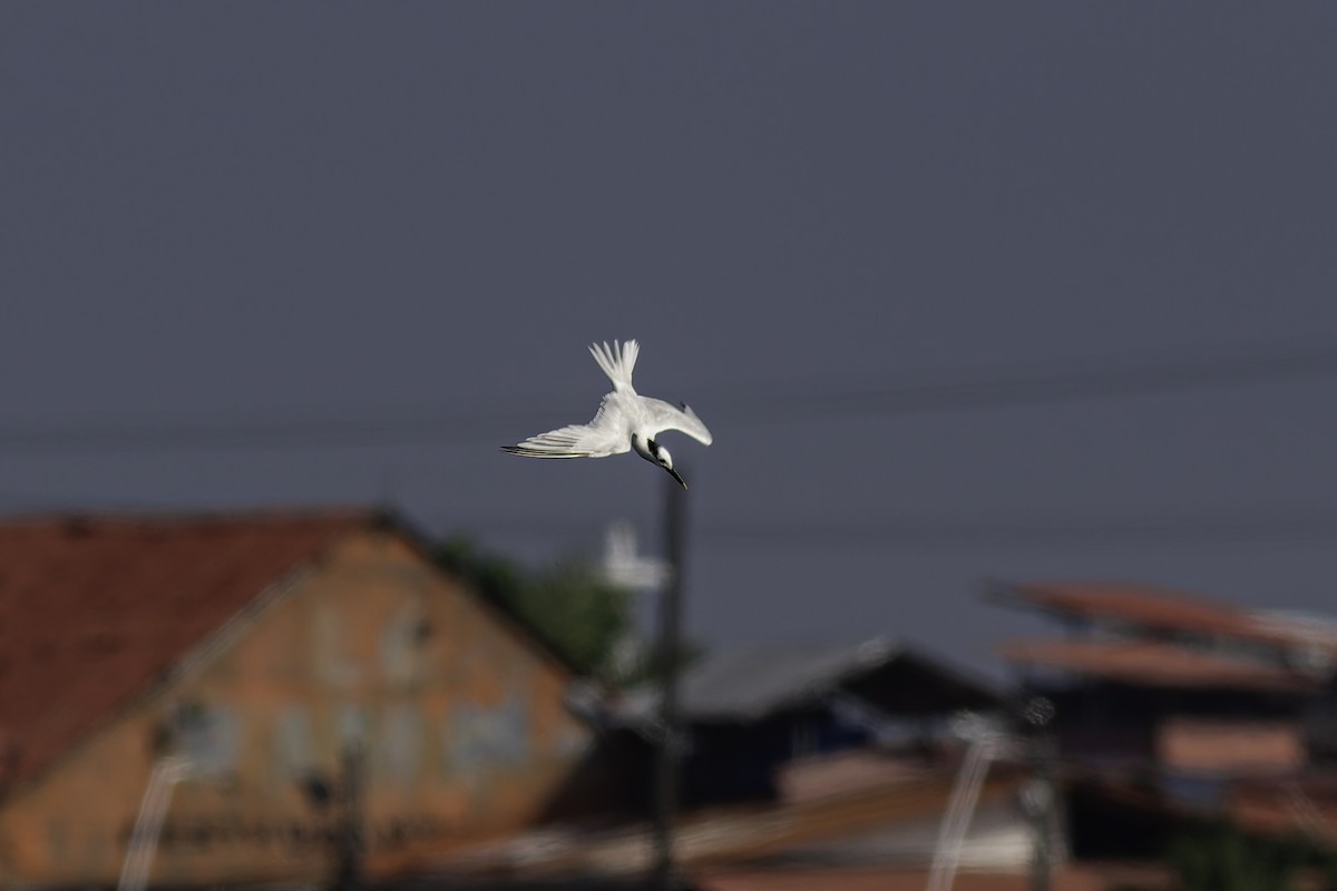 Sandwich Tern - George Roussey