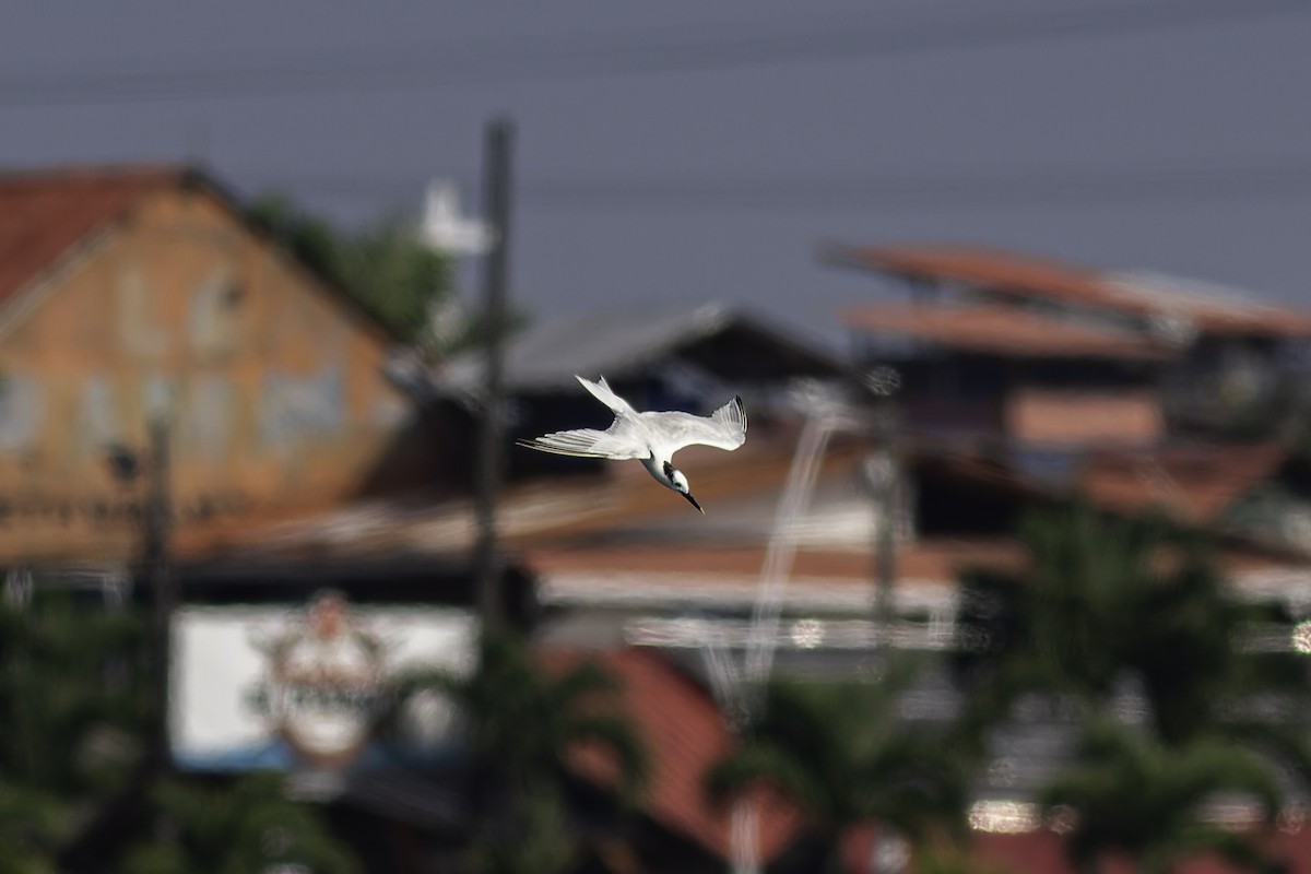 Sandwich Tern - George Roussey