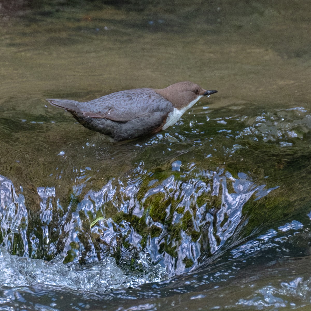 White-throated Dipper - Matthias Pöltl