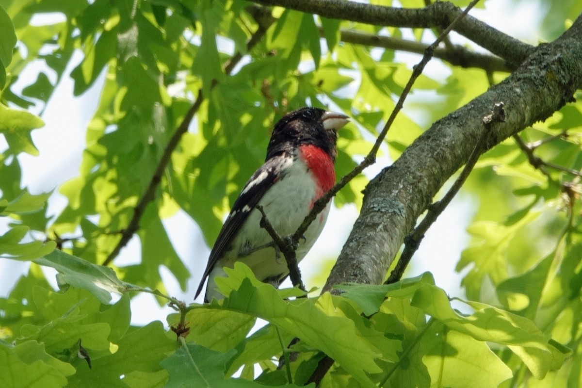 Rose-breasted Grosbeak - Carl Haynie