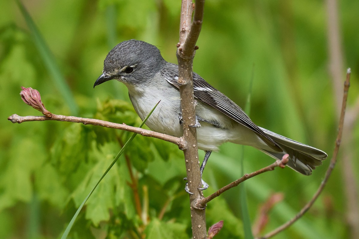 Plumbeous Vireo - Julie Laity