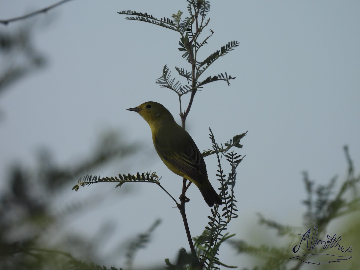 new world warbler sp. - ML619361033