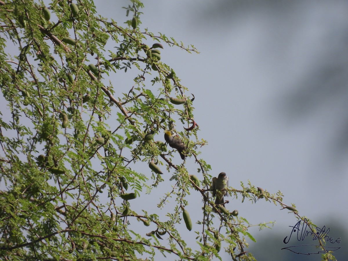 Verdin - Alexis Fernando Salazar García