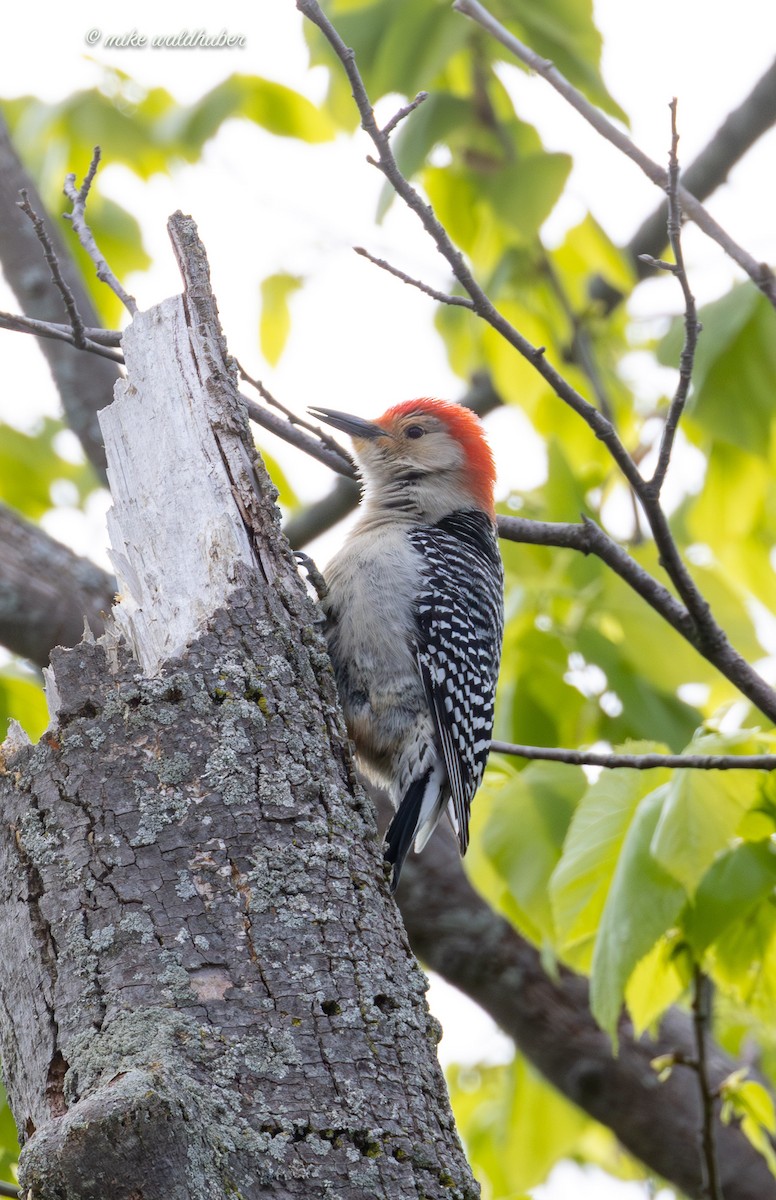 Red-bellied Woodpecker - Mike Waldhuber