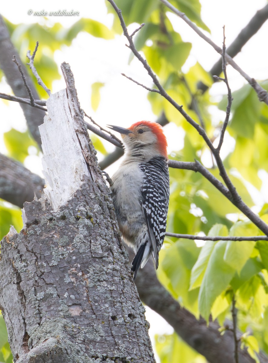 Red-bellied Woodpecker - Mike Waldhuber