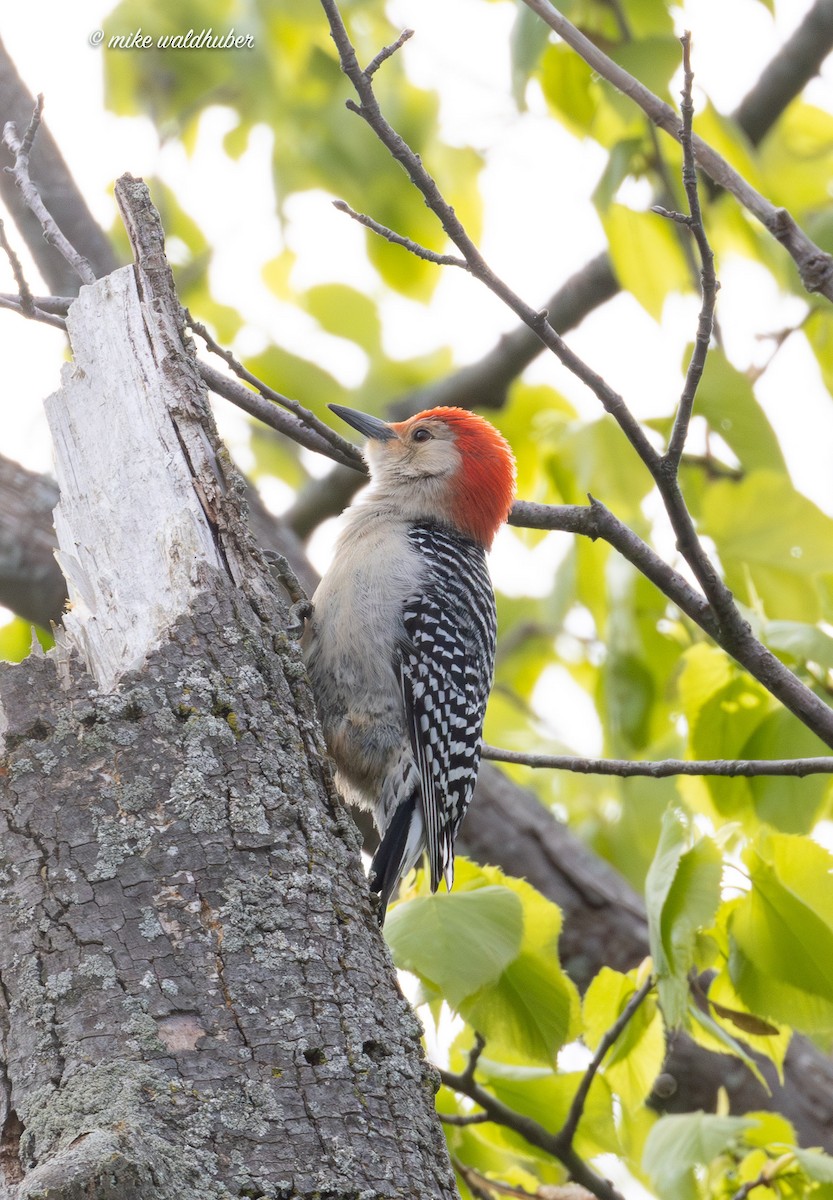 Red-bellied Woodpecker - Mike Waldhuber