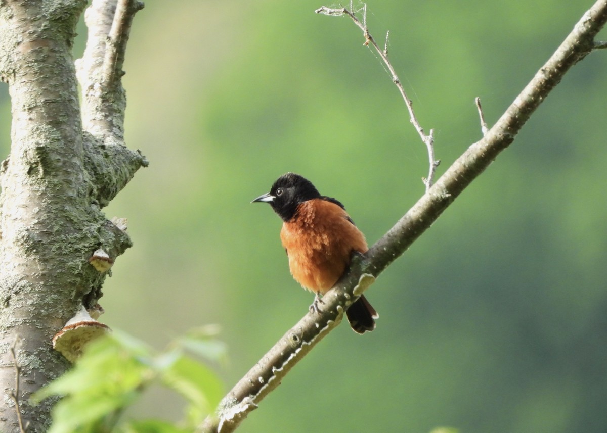 Orchard Oriole - Jay Luke