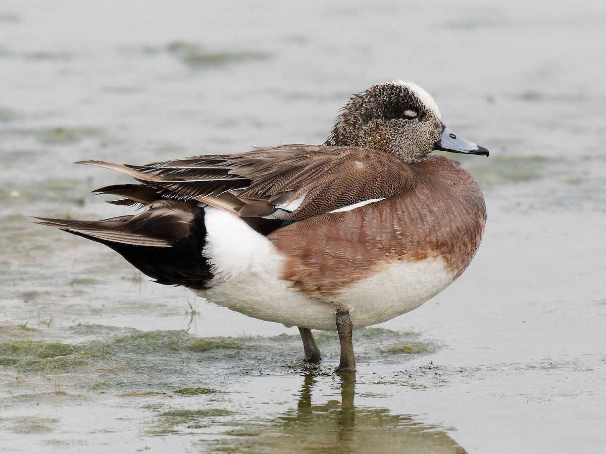 American Wigeon - Pierre Deviche