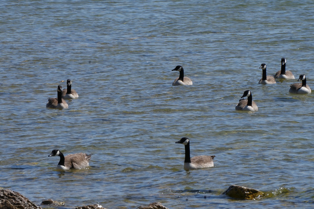 Canada Goose - Maneesh Rajvanshi