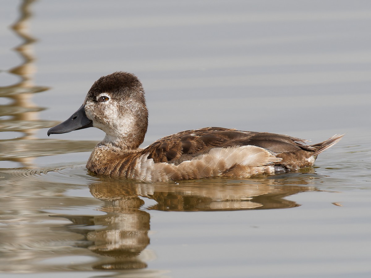 Ring-necked Duck - Pierre Deviche