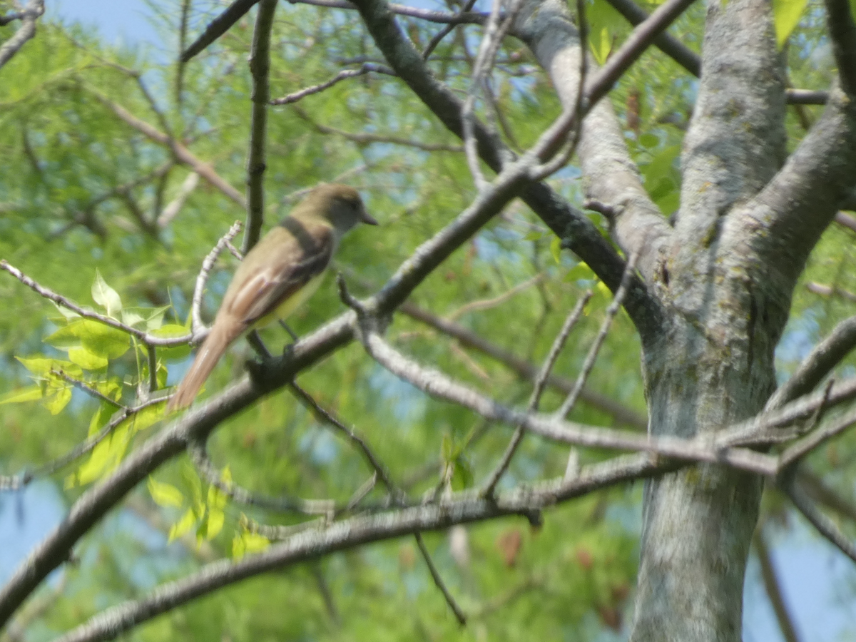 Great Crested Flycatcher - Carolyn Sanders