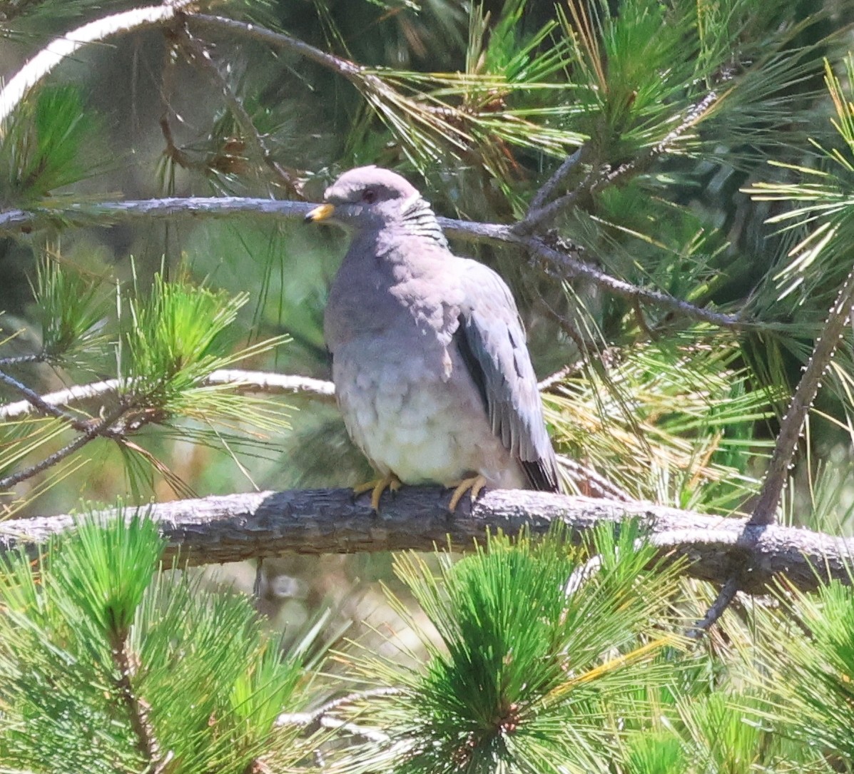 Band-tailed Pigeon - Jim Parker