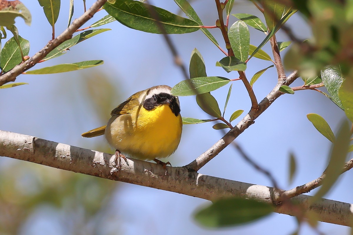 Common Yellowthroat - Jeerapa Sookgaew