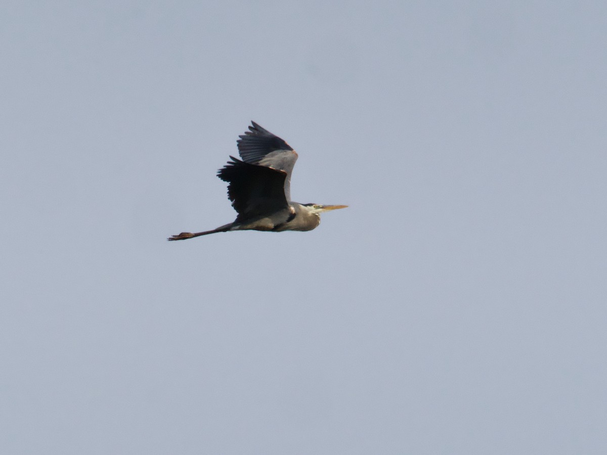 Great Blue Heron - John Felton