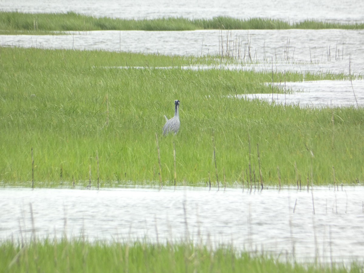 Yellow-crowned Night Heron - ML619361137