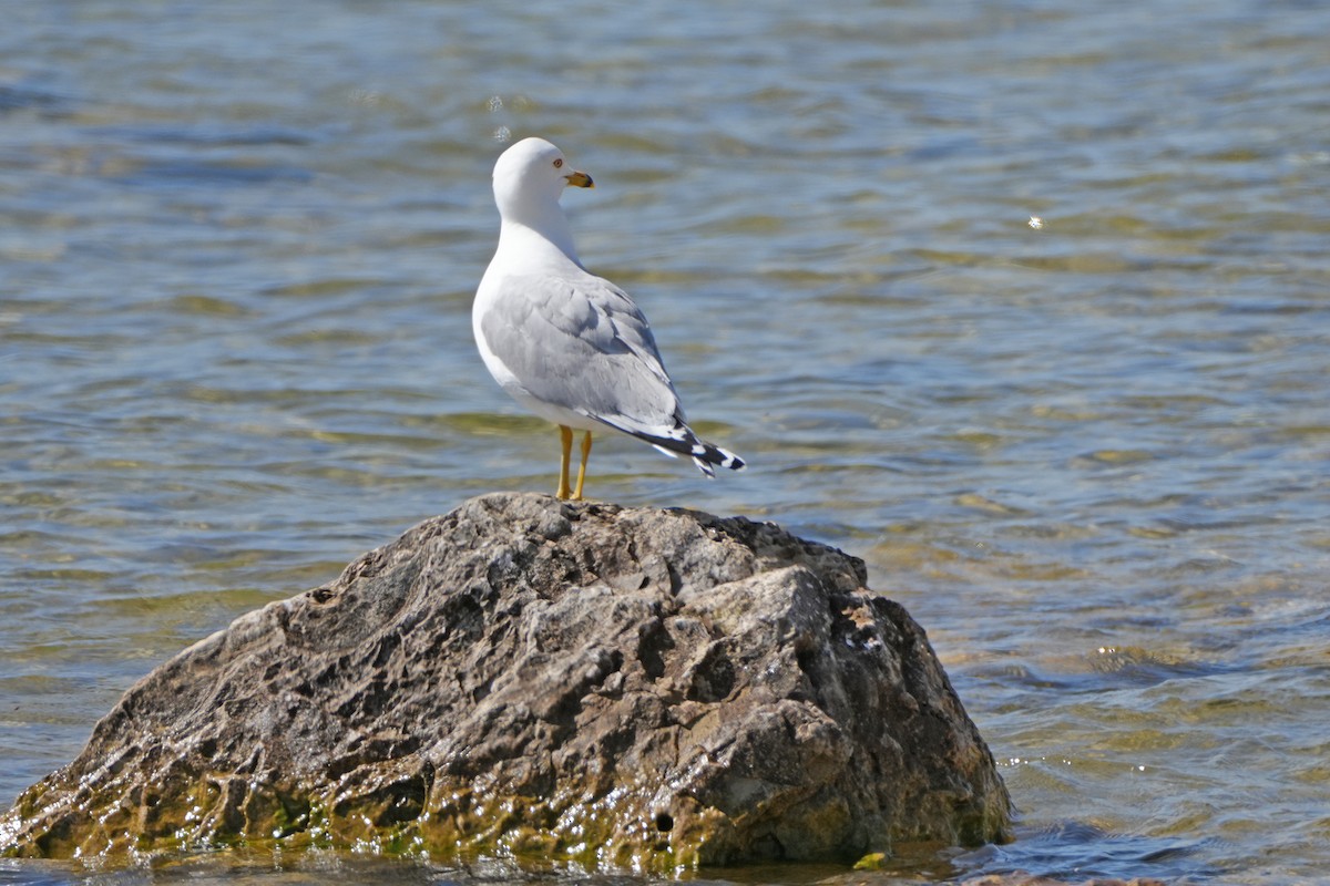 Ring-billed Gull - ML619361139