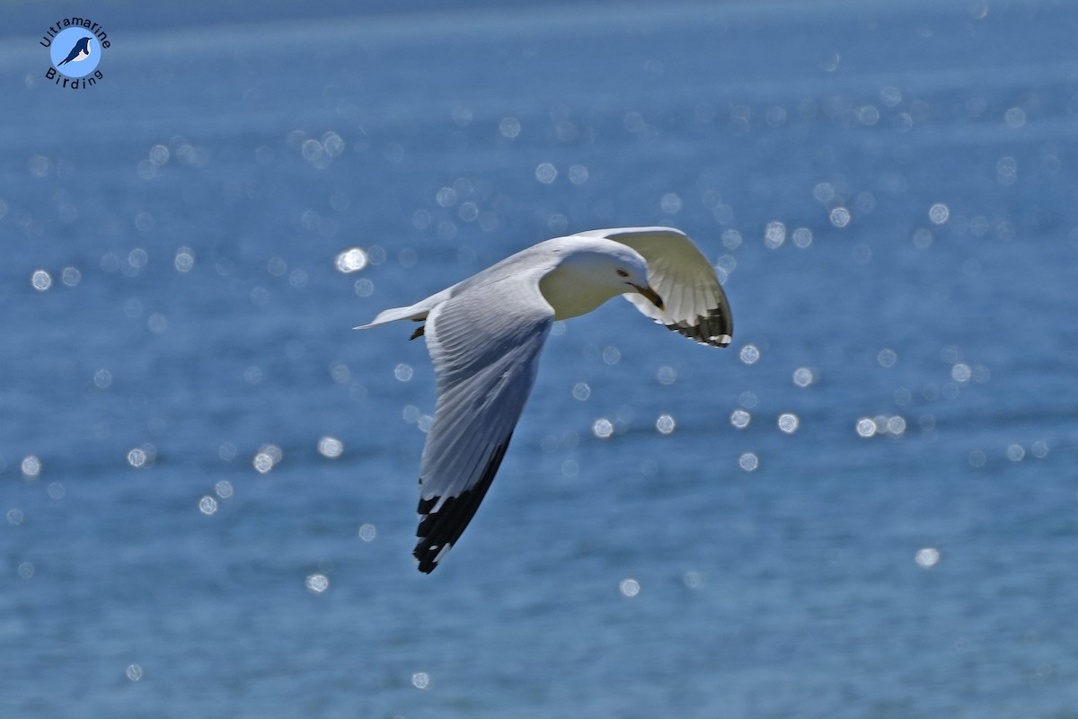 Ring-billed Gull - Maneesh Rajvanshi