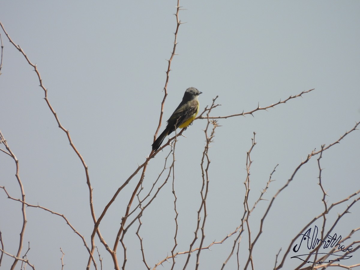 Western Kingbird - ML619361151