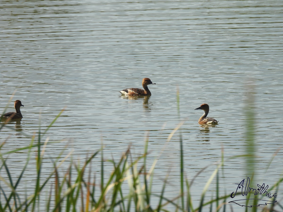 Fulvous Whistling-Duck - Alexis Fernando Salazar García