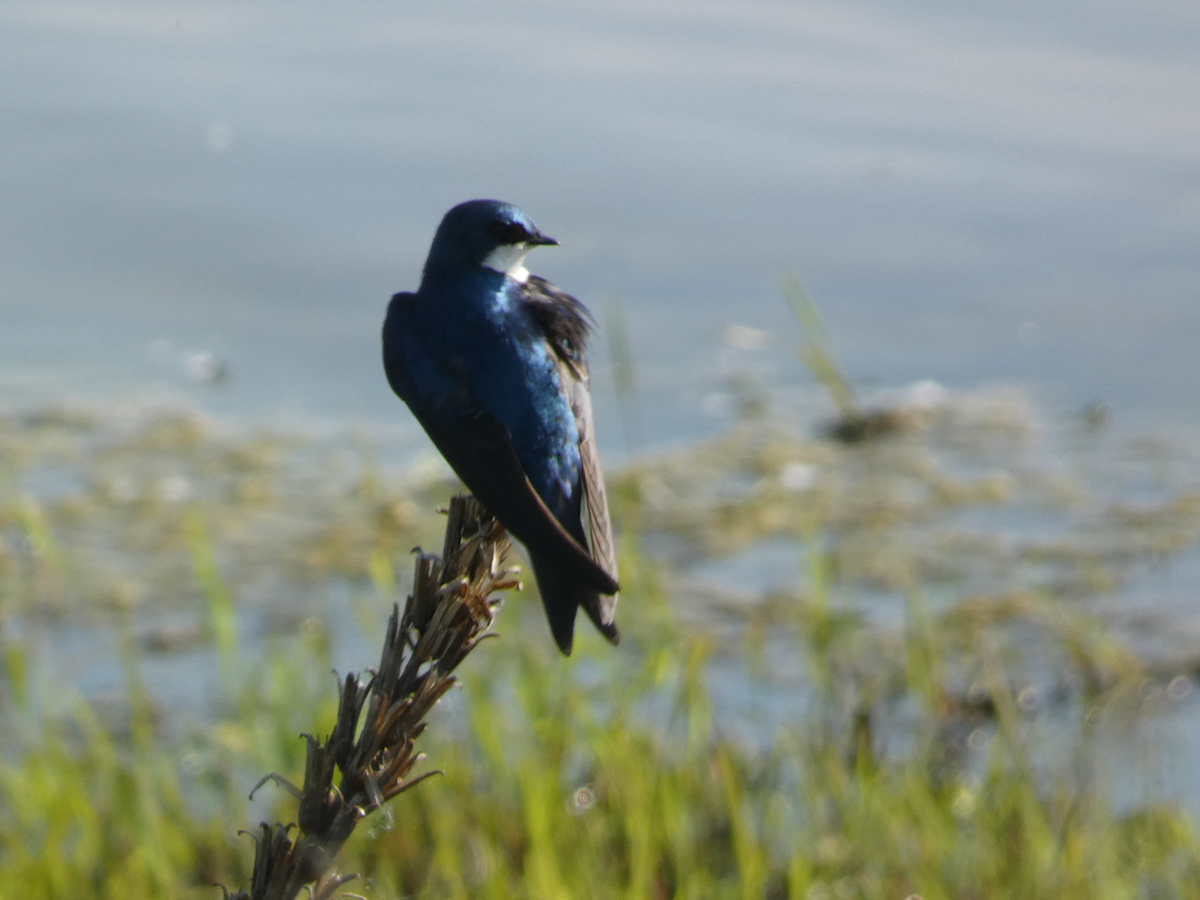 Tree Swallow - Carolyn Sanders