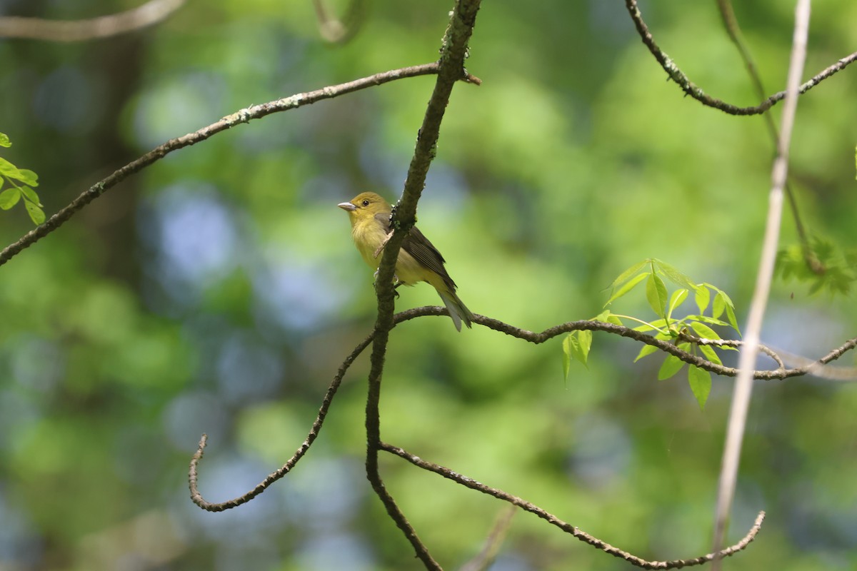 Scarlet Tanager - Alan Dupuis