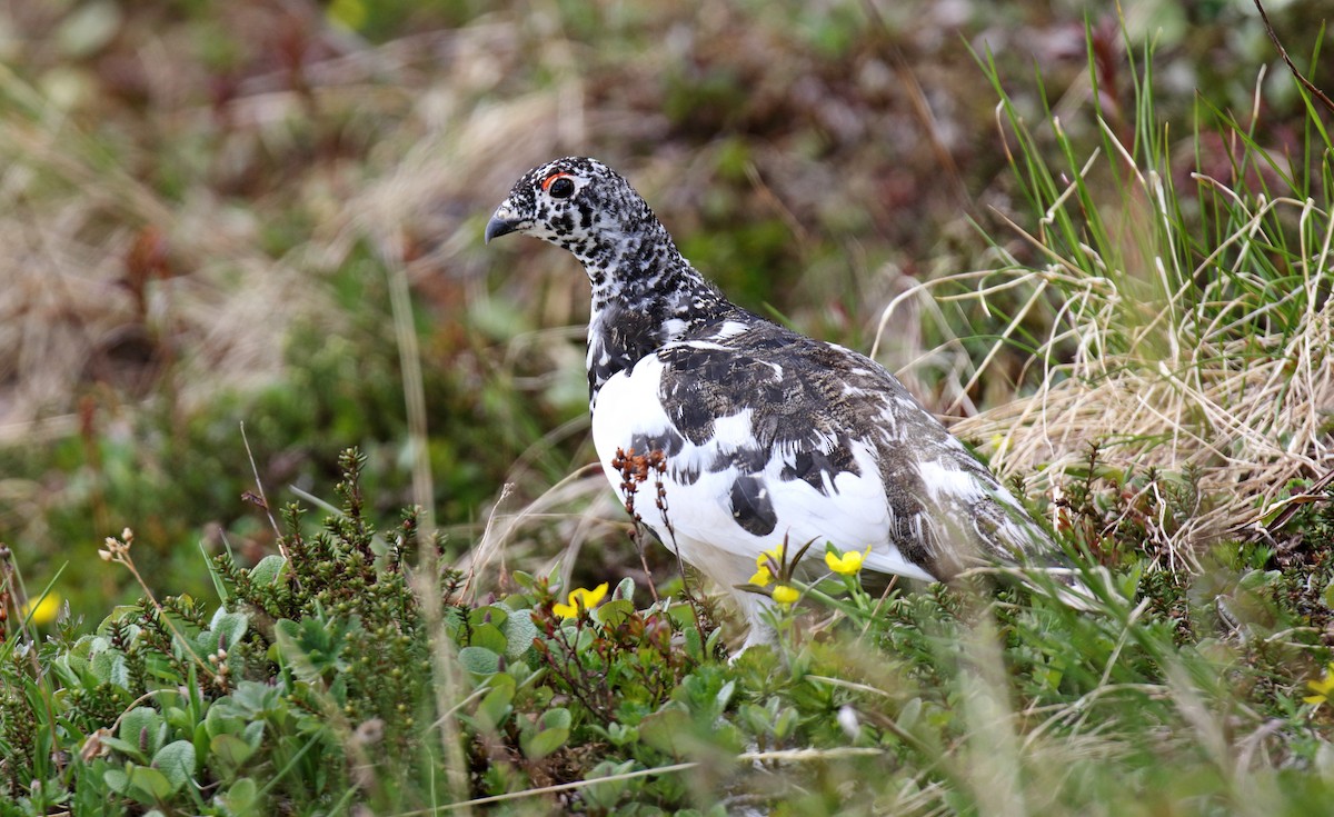 White-tailed Ptarmigan - Daniel López-Velasco | Ornis Birding Expeditions