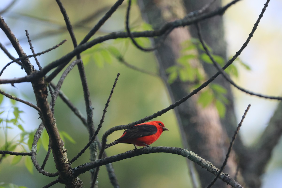 Scarlet Tanager - Alan Dupuis