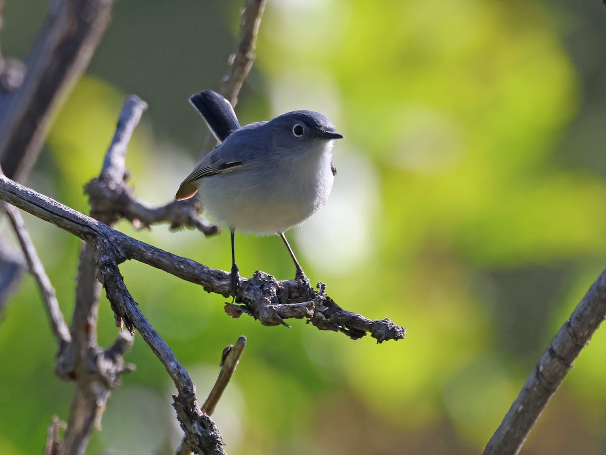 Blue-gray Gnatcatcher - Alan Versaw