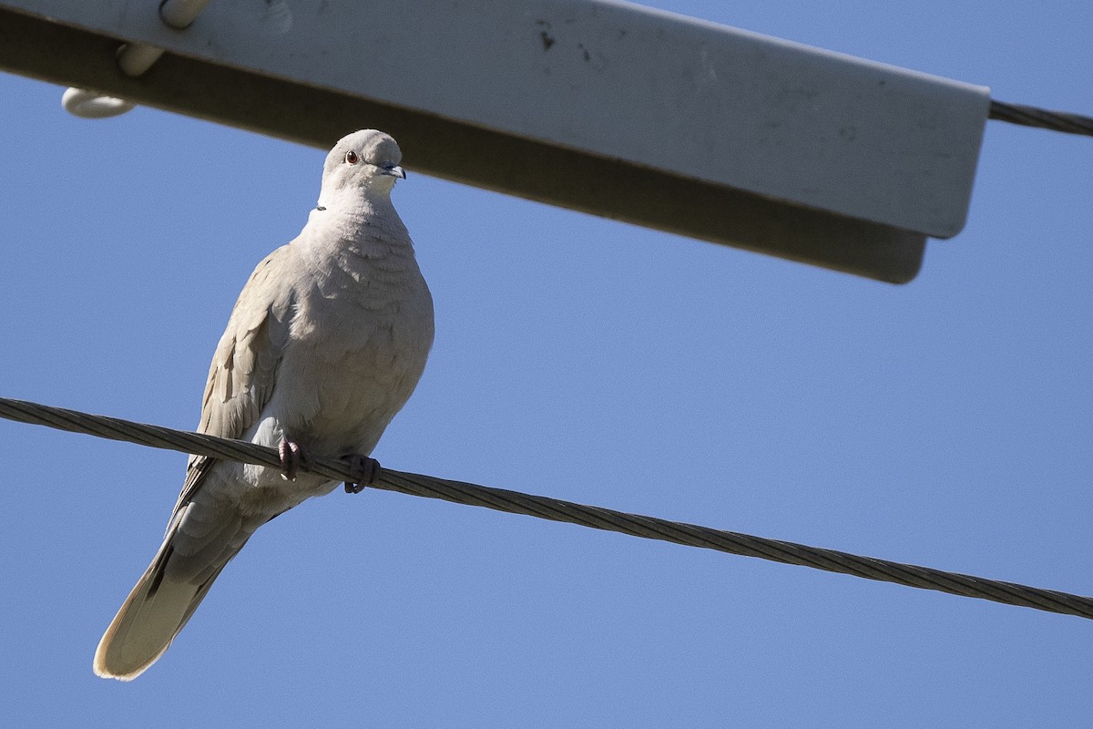 Eurasian Collared-Dove - Wayne Lattuca