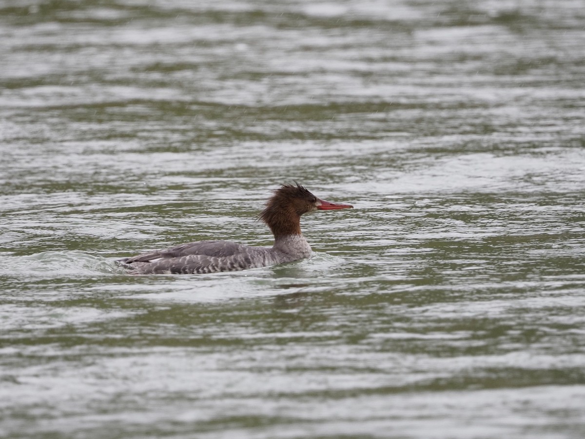 Red-breasted Merganser - ML619361247