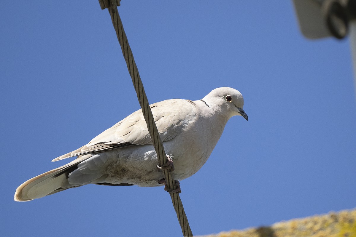 Eurasian Collared-Dove - Wayne Lattuca