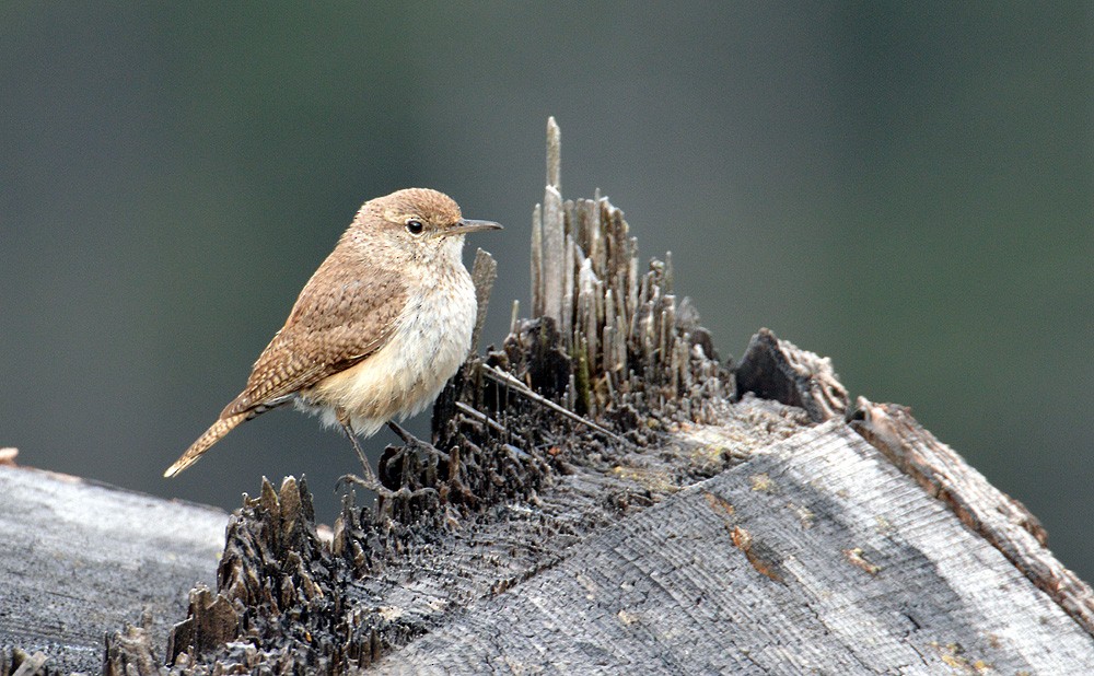 Rock Wren (Northern) - ML619361251