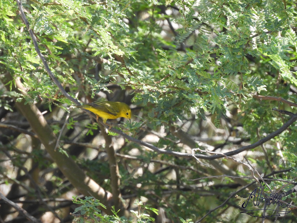 Wilson's Warbler - Alexis Fernando Salazar García