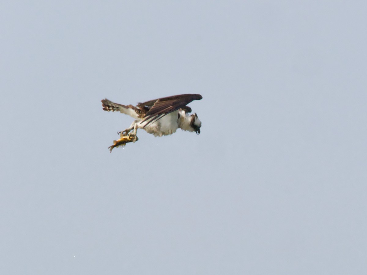 Osprey - ML619361257