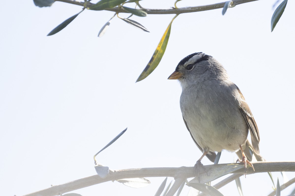 White-crowned Sparrow - Wayne Lattuca