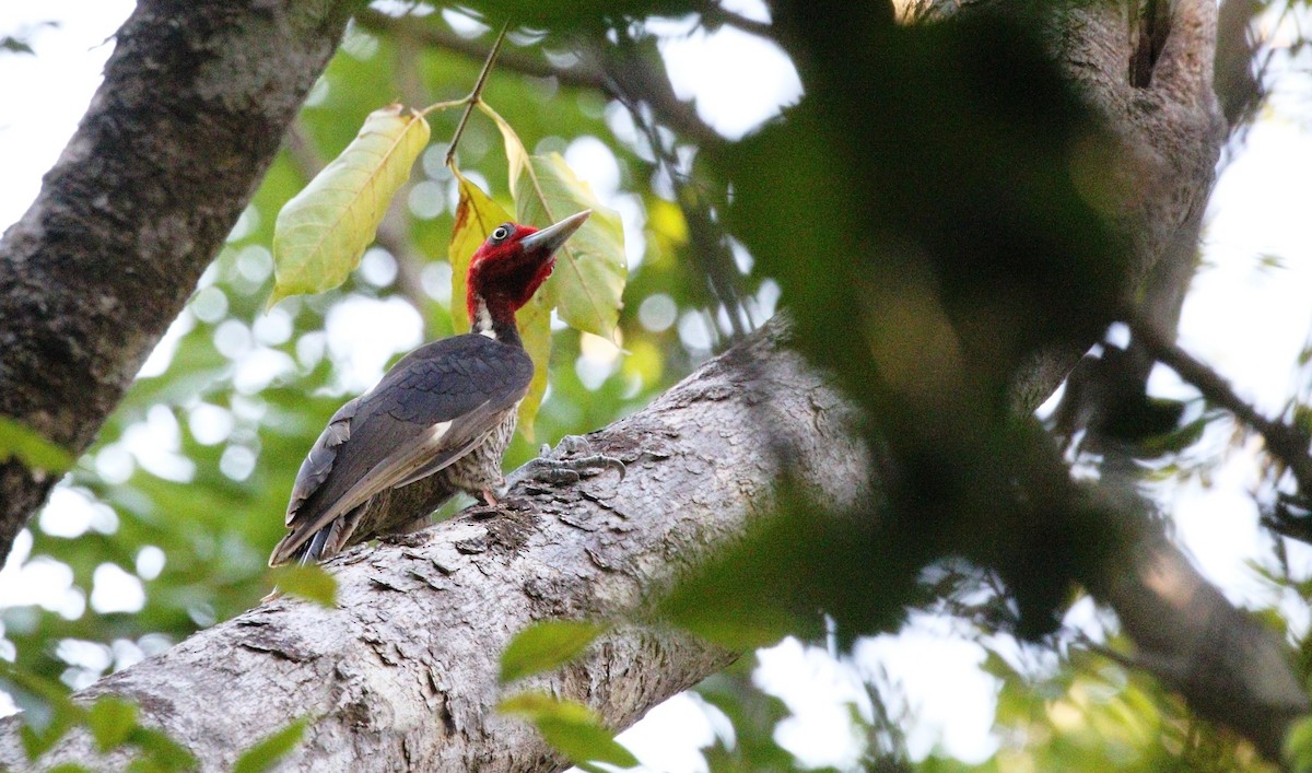 Pale-billed Woodpecker - Richard Greenhalgh