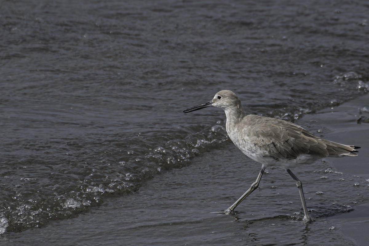 Willet (Western) - George Roussey