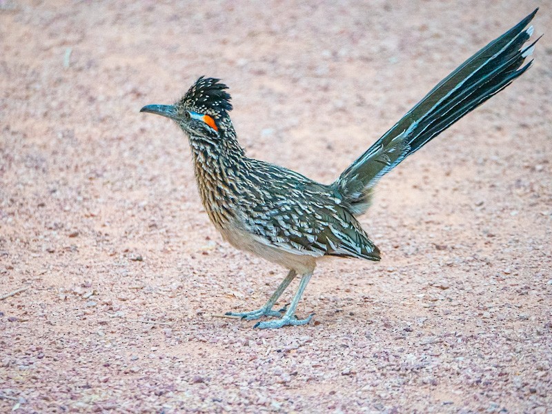 Greater Roadrunner - Kurt Buzard