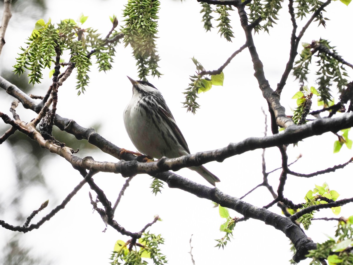 Blackpoll Warbler - ML619361284