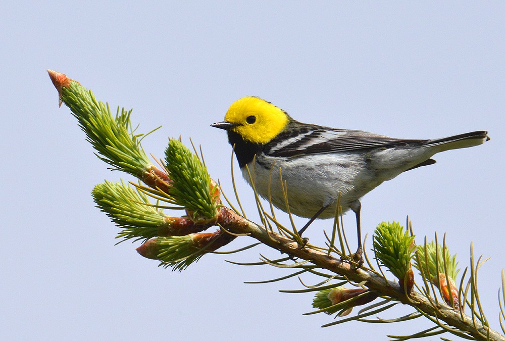 Hermit Warbler - ML619361286