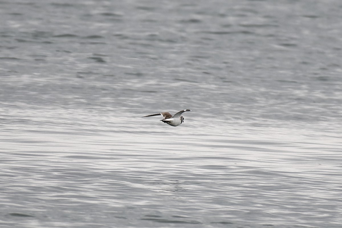 Common Ringed Plover - Oliver Hicklin