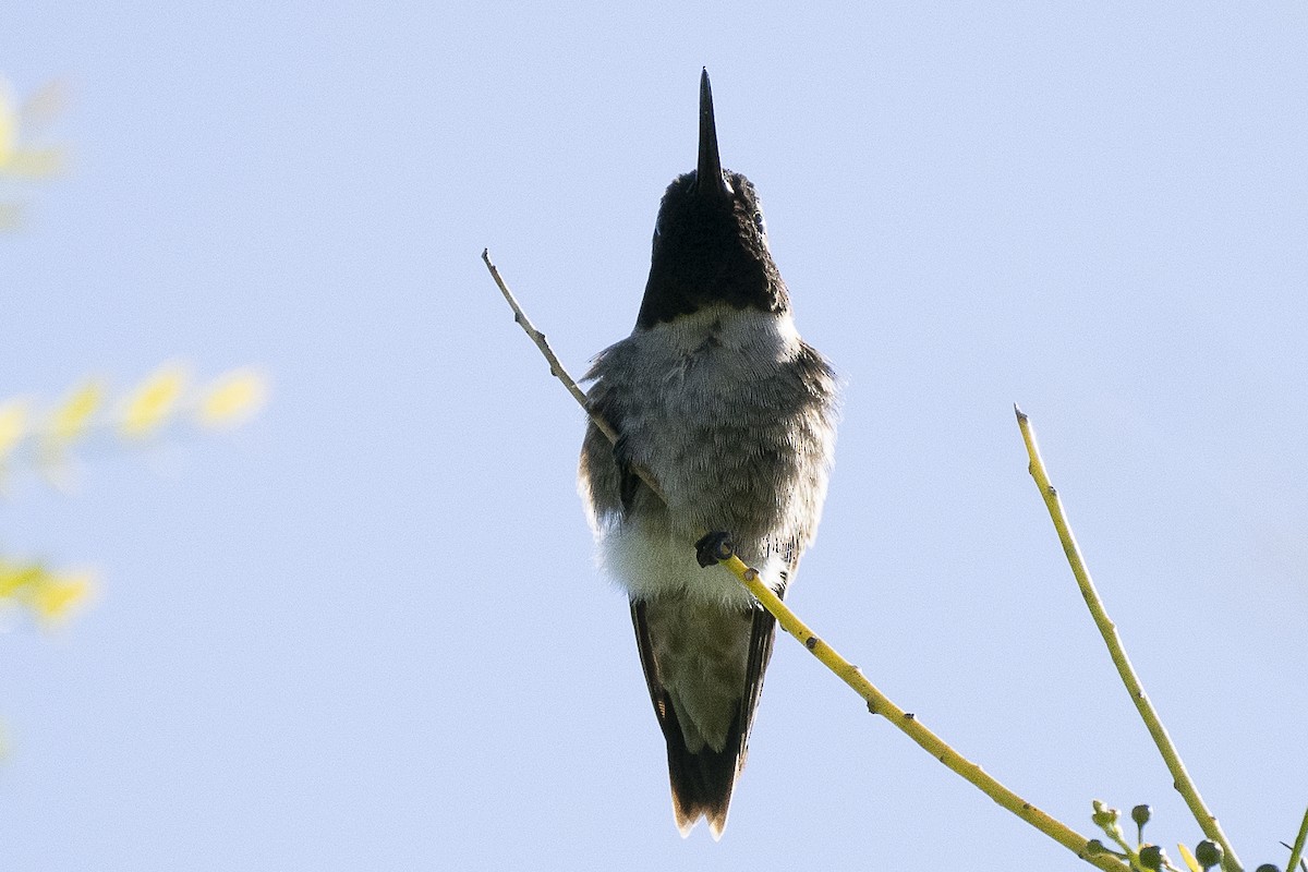 Black-chinned Hummingbird - Wayne Lattuca