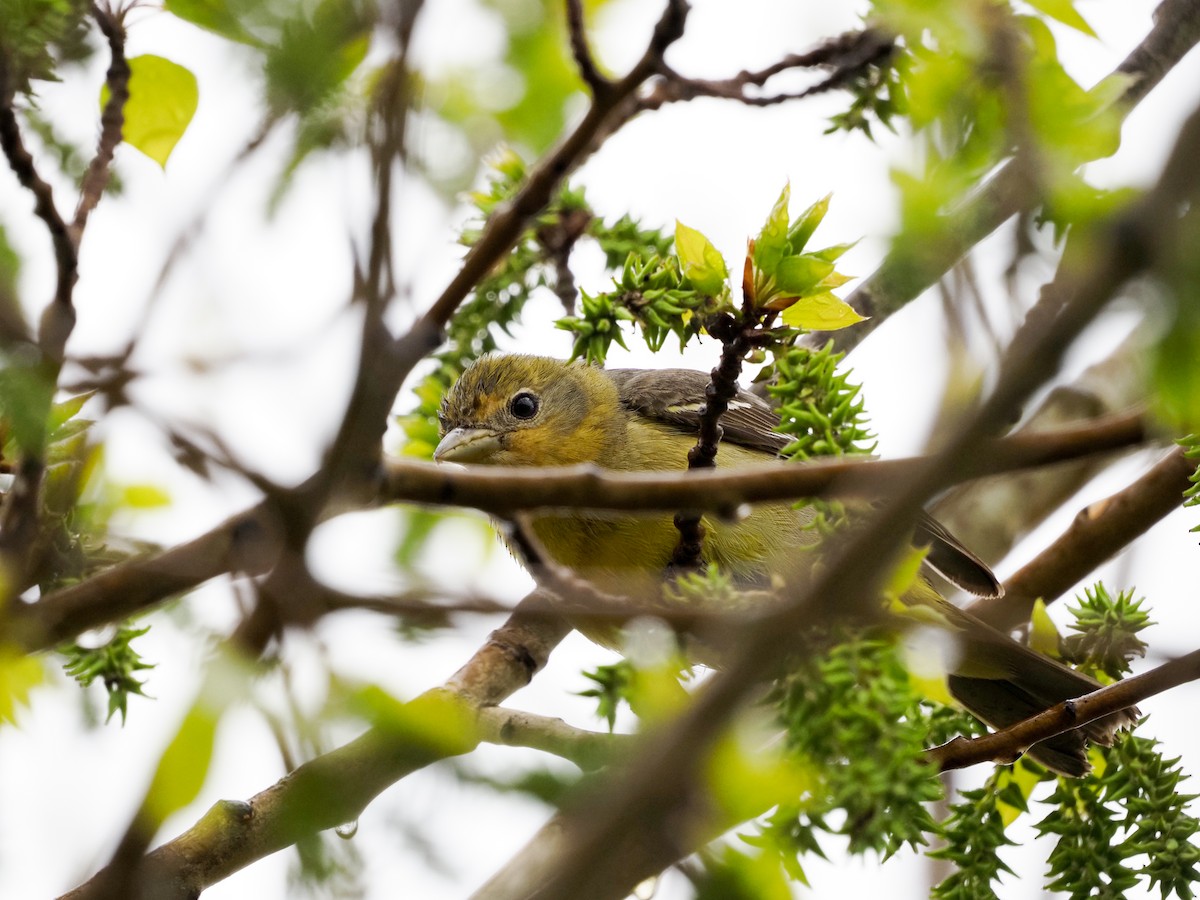 Western Tanager - ML619361307