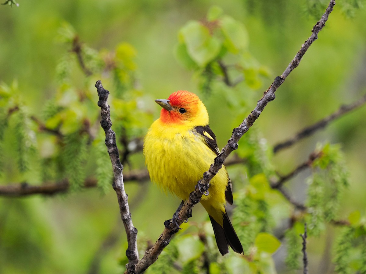 Western Tanager - ML619361311