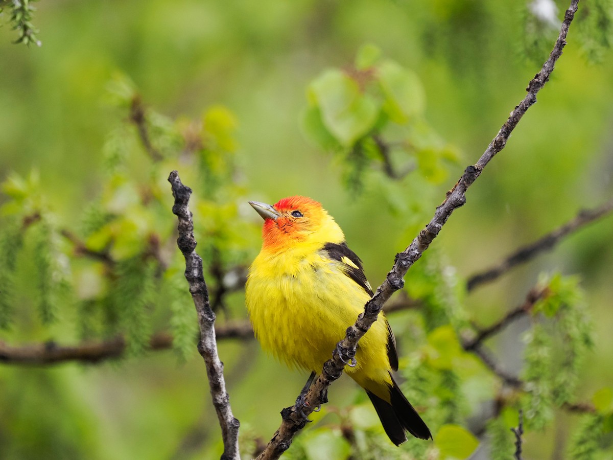 Western Tanager - ML619361312