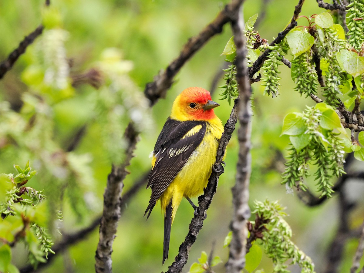 Western Tanager - ML619361313