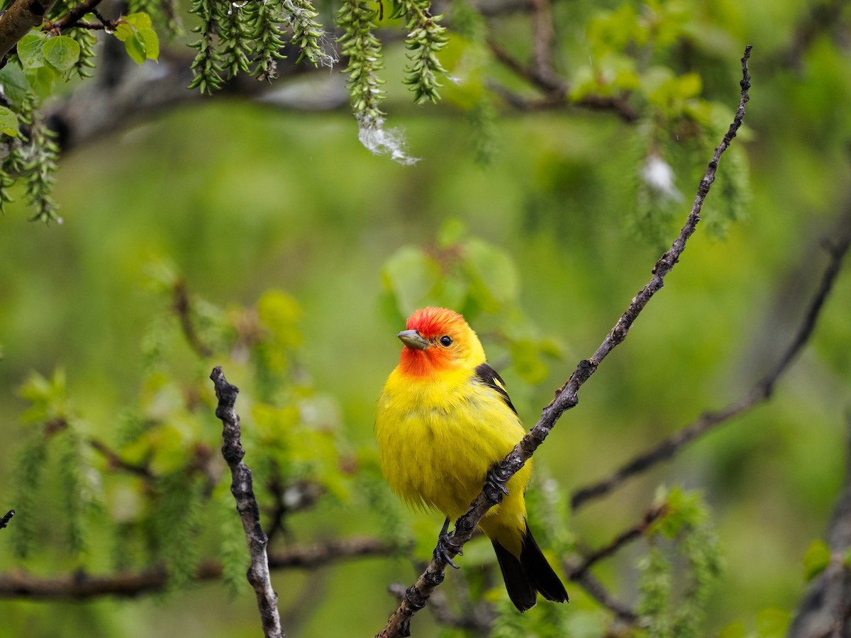 Western Tanager - ML619361314