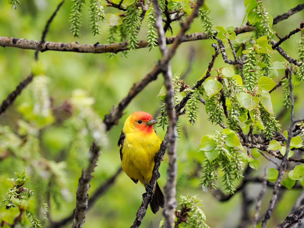 Western Tanager - ML619361315